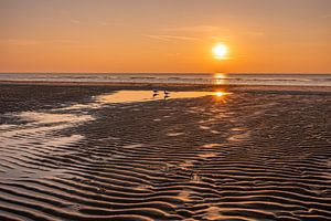 Meeuwen op het strand tijdens zonsondergang van Dafne Vos