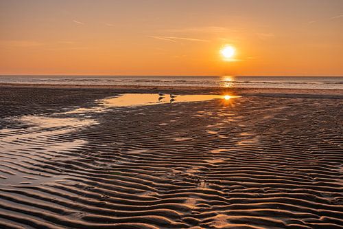 Gulls on the beach during sunset