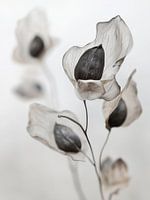 Dry Flower Detail No 12
