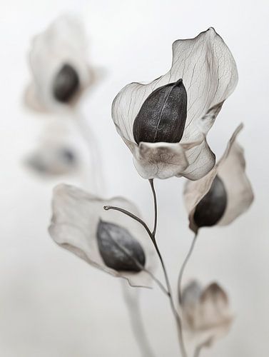 Détail de la fleur séchée No 12