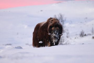 muskusos bij het eerste ochtendlicht in de winter in Dovrefjell-Sunn van Frank Fichtmüller