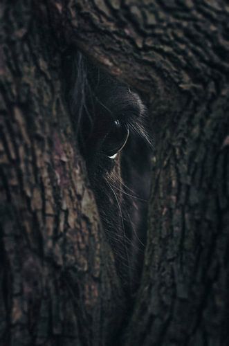 Majestueus Fries Paard Kijkt Door Boomgat - Harmonie van Natuur en Dier in Prachtige Fotomanipulatie