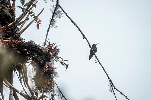 Kolibrie op Tak in Luchtige Stilte