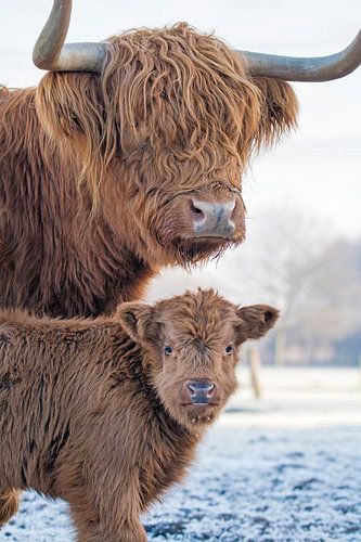 Scottish Highlanders