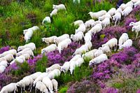 Herd of sheep moving through the heather