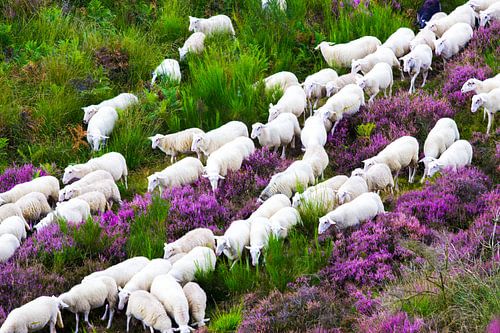Schaapskudde in het heideveld