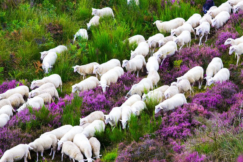 Herd of sheep moving through the heather by Devin Meijer