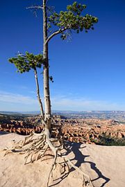 Such a resilient tree by Frank's Awesome Travels
