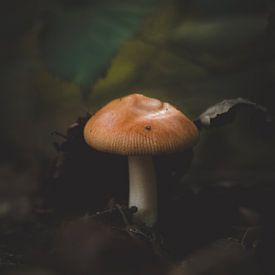 Kleur op de bosbodem - oranje paddenstoel van Danielle Tempelaars