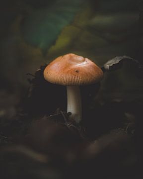 Kleur op de bosbodem - oranje paddenstoel van Danielle Tempelaars