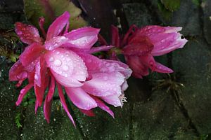 Kaktusblüte - Nach dem Regen