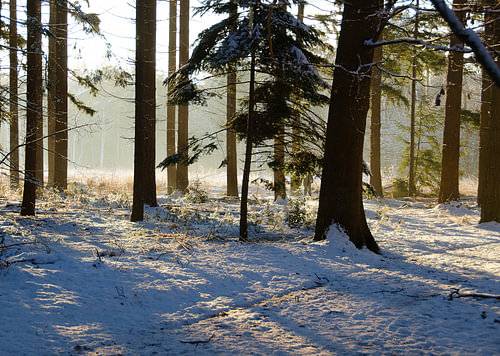 Winterlandschap
