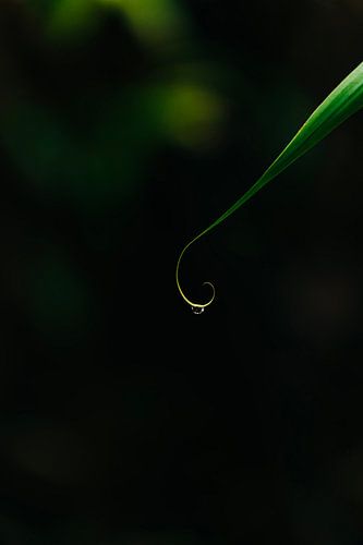 Feuille ornementale avec chute