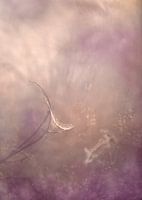 Dreamcatcher