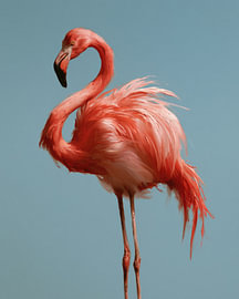 Flamingo in blauw van Franka Poulain