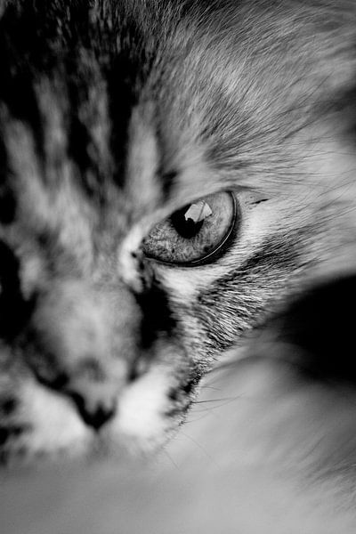 macro van poes kijkend in de lens par Ribbi
