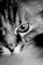 macroshot of a friends  cat von Ribbi Miniaturansicht