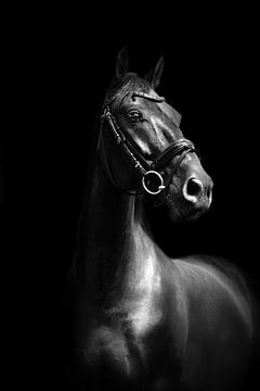 Zwart paard van Joëlle Pekaar