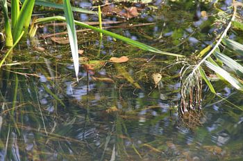 sloot bij Hoornse Plas