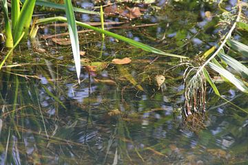 sloot bij Hoornse Plas