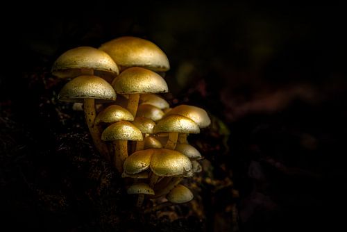 De herfst laat zijn beste kant zien