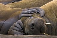 Slapende Walrus (Odobenus rosmarus) van AGAMI Photo Agency thumbnail