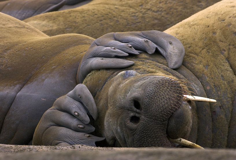 Slapende Walrus (Odobenus rosmarus) van AGAMI Photo Agency