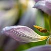 Dansende tulp 3 van Léontine Lamers