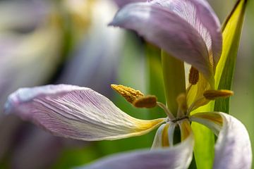 Dansende tulp 3