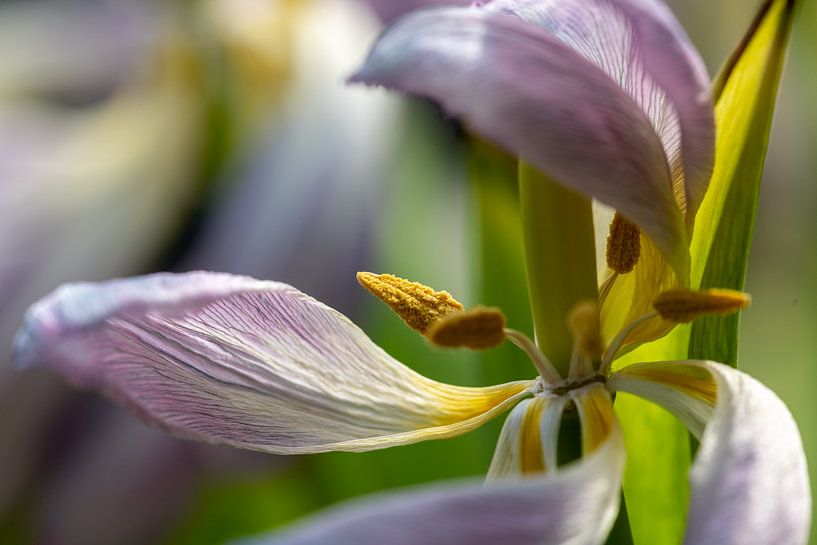 Dancing tulip 3 by Léontine Lamers