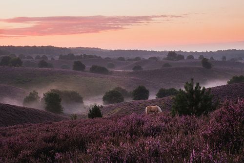 Wildpferd von Jeroen Linnenkamp