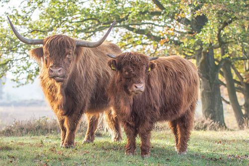 Les Highlanders écossais