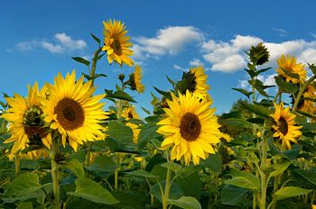 Sonnenblumen