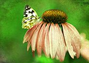 Echinacea mit Schmetterling van Roswitha Lorz thumbnail