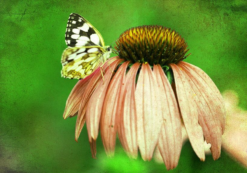 Echinacea mit Schmetterling van Roswitha Lorz