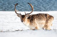 Hert met groot gewei in de sneeuw - damhert van Jolanda Aalbers thumbnail