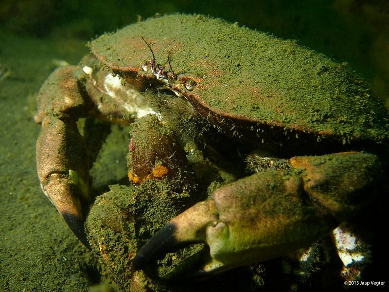 Noordzee krab by jaap vegter