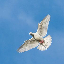 Duif by André Dorst