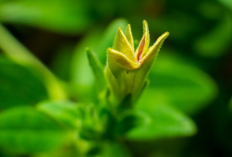 Macro Yellow mini Petunia par Johan Slagers
