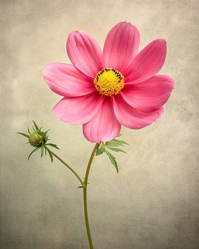 Cosmos rose aux boutons délicats sur un fond vintage clair