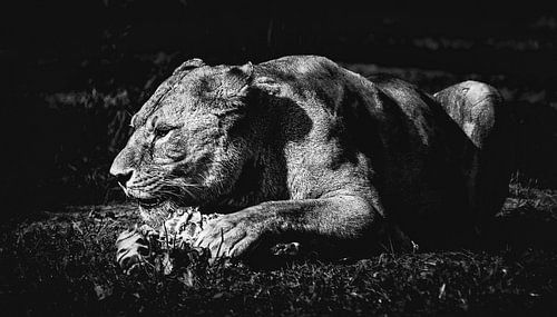 Mijn prooi! Een prachtige leeuw kauwt zijn prooi in Serengeti Park Resort Zoo