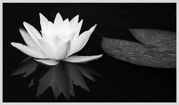 water lily / in black and white by Norbert Sülzner