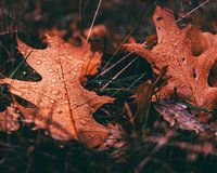 Autumn leaves in the dew