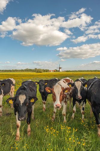 Koeien Holstein Friesian en molen