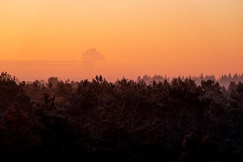 Lueur sur la cime des arbres Paysage forestier serein au lever du soleil