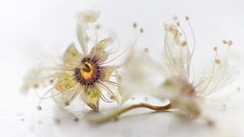 Tiny one by Kim Hiddink