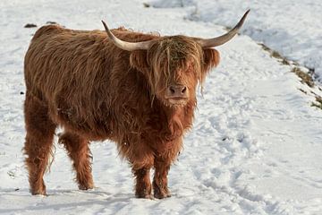 Schotse Hooglanders in de sneeuw van Thomas Marx