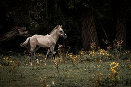 Horse: Elegant Freedom in a Wooded Meadow by Femke Ketelaar