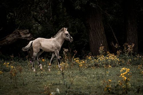Cheval : une liberté élégante dans une prairie fleurie et boisée sur Femke Ketelaar