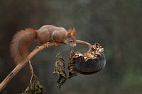 Eichhörnchen auf einer Sonnenblume